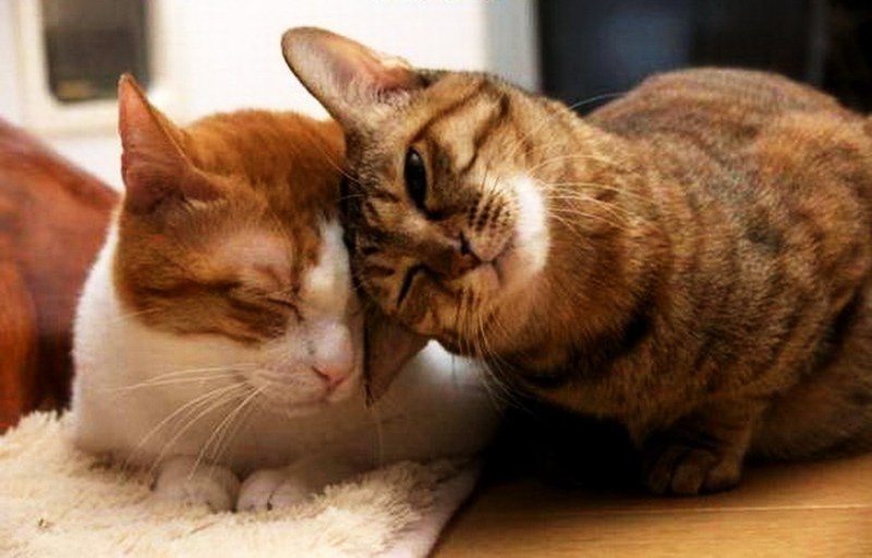 Кошка ласкается