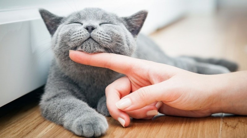 Гладить кошку