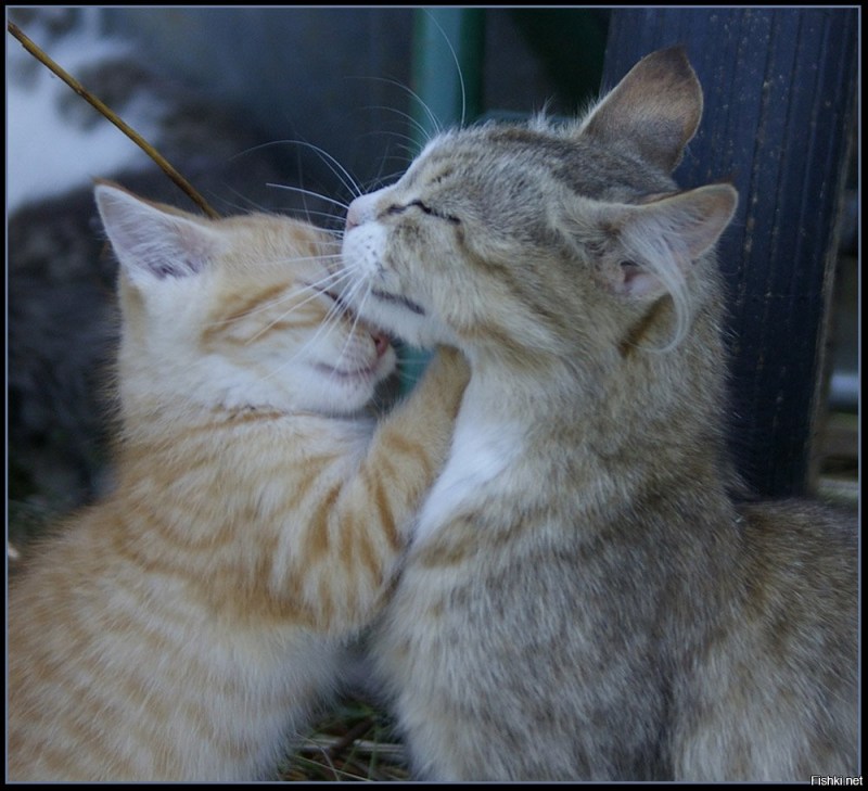Нежные кошки
