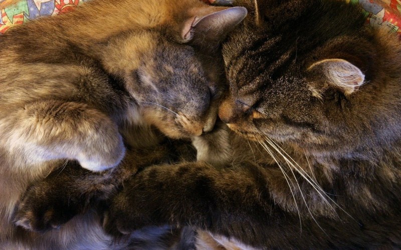 Ласка котят