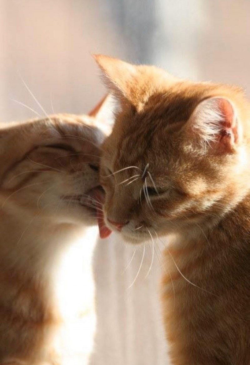 Нежный котик