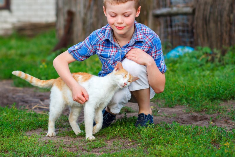 Кот ластится к ногам