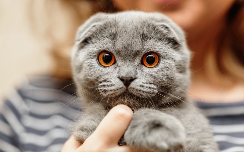 Шотландский вислоухий кот скоттиш фолд