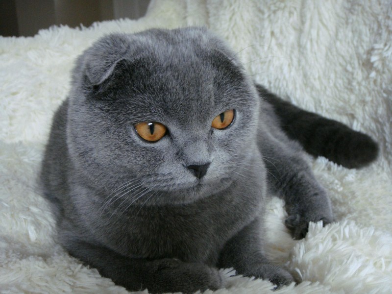 Британские вислоухие коты