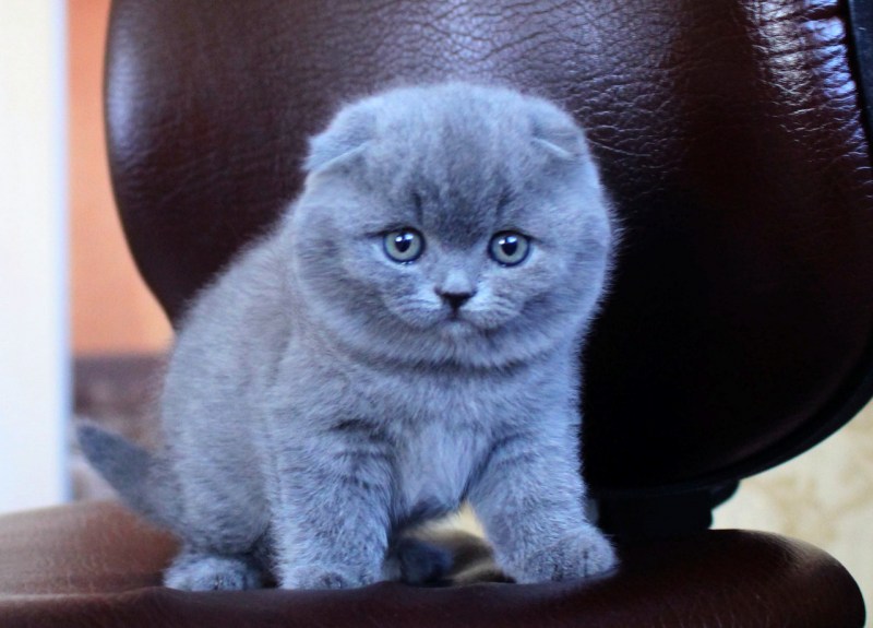 Шотландские котята скоттиш фолд