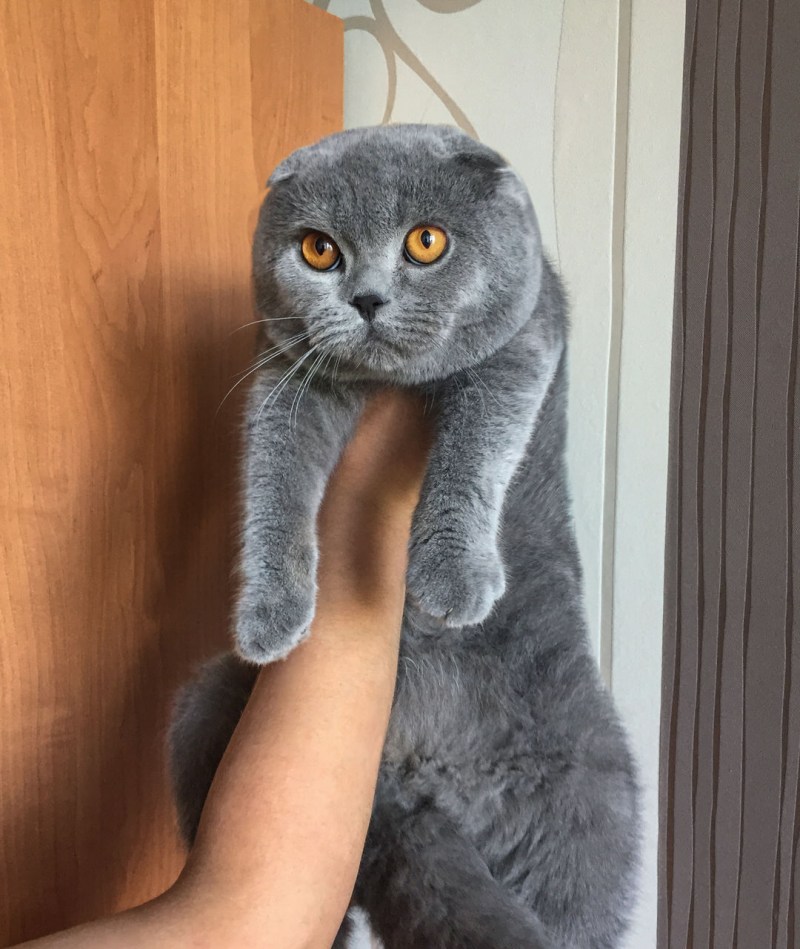 Скоттиш фолд британец вислоухий