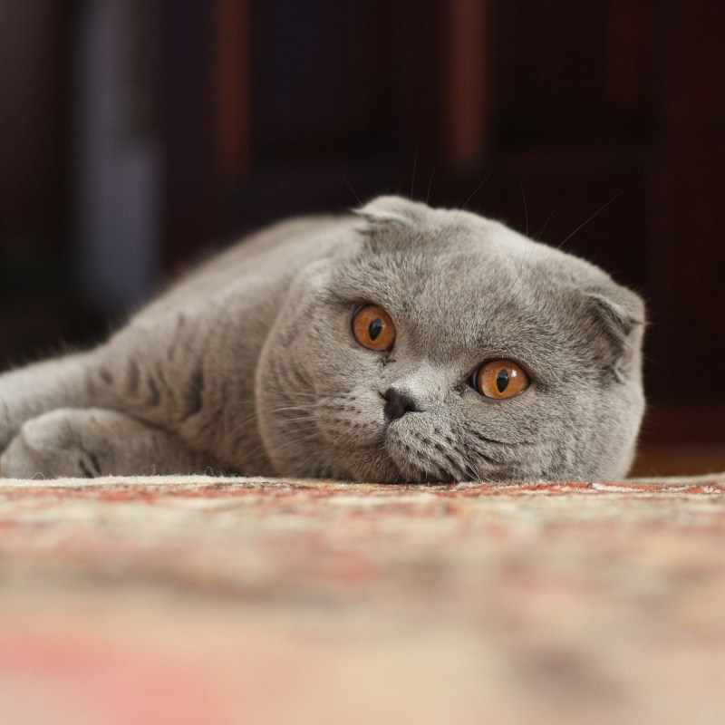 Вислоухий кот скоттиш фолд