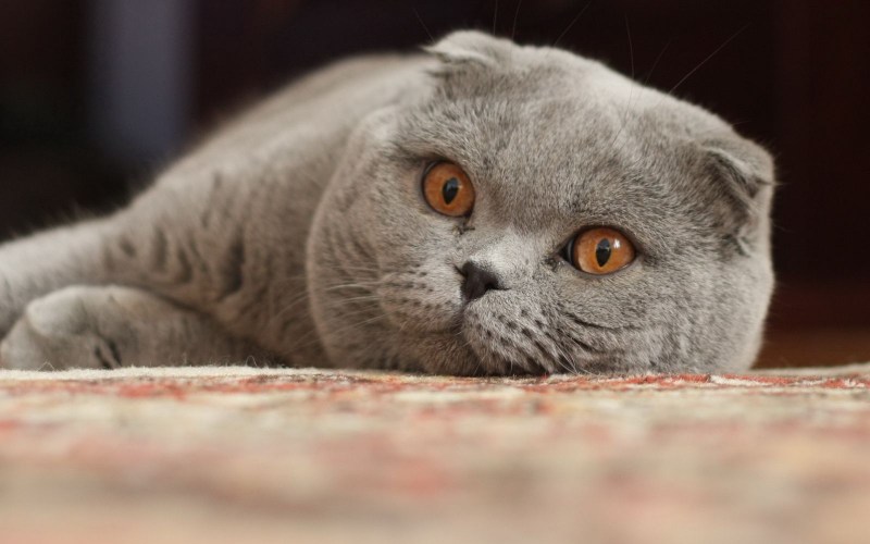 Шотландская вислоухая кошка