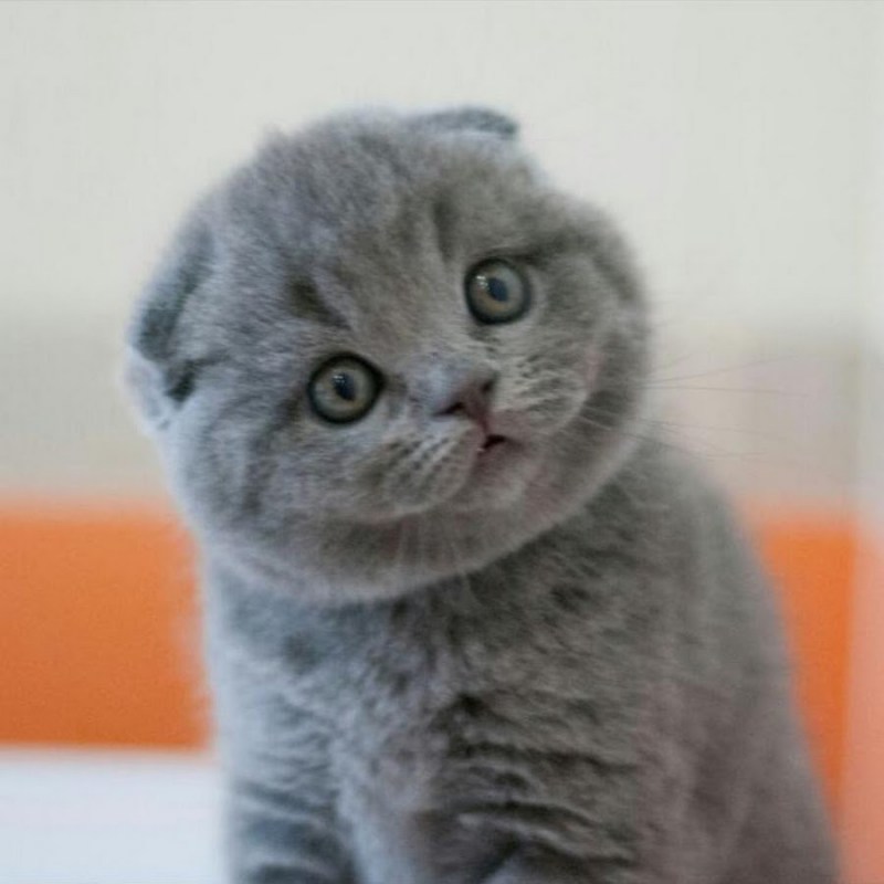 Шотландские вислоухие котята