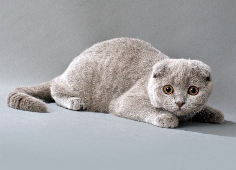 Скоттиш-фолд Шотландская вислоухая
