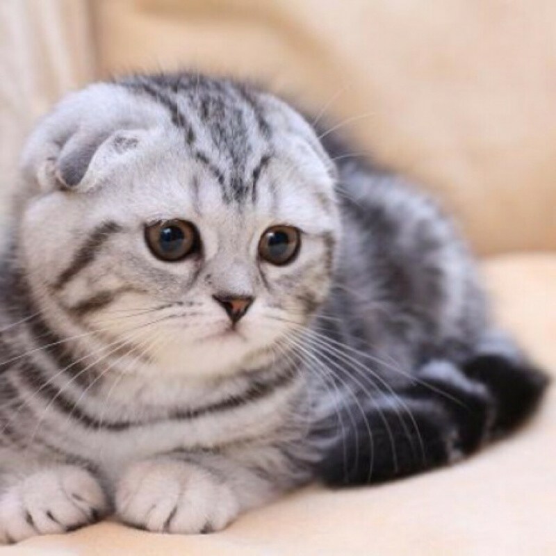 Скоттиш фолд
