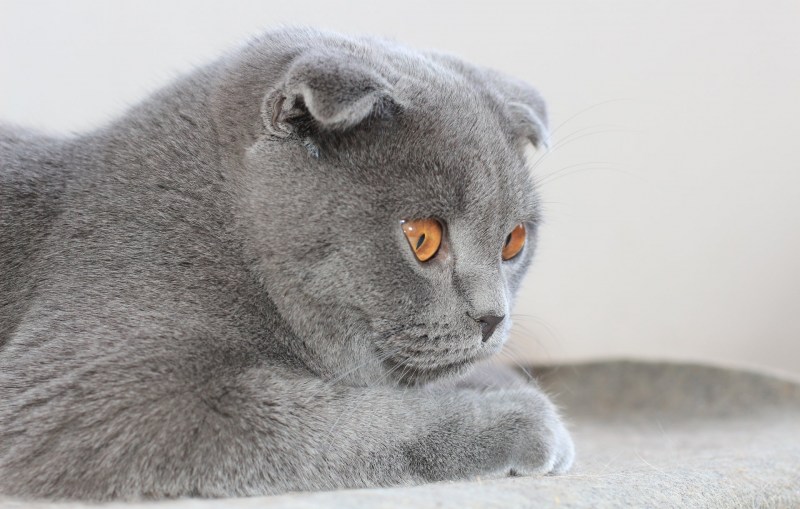 Скоттиш фолд британец вислоухий