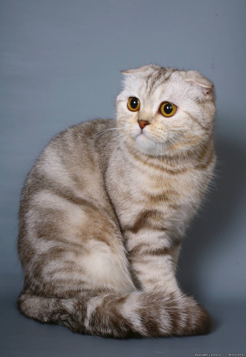Скоттиш-фолд Шотландская