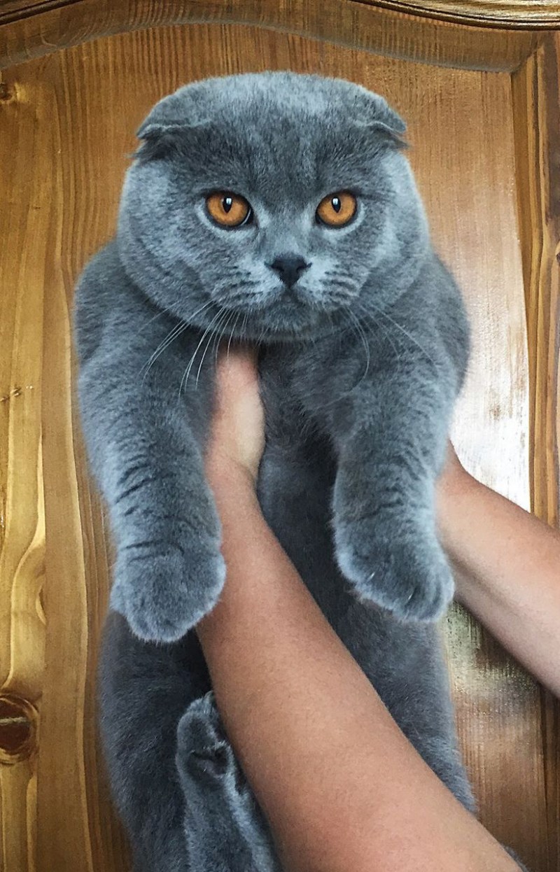 Британская кошка вислоухая голубая