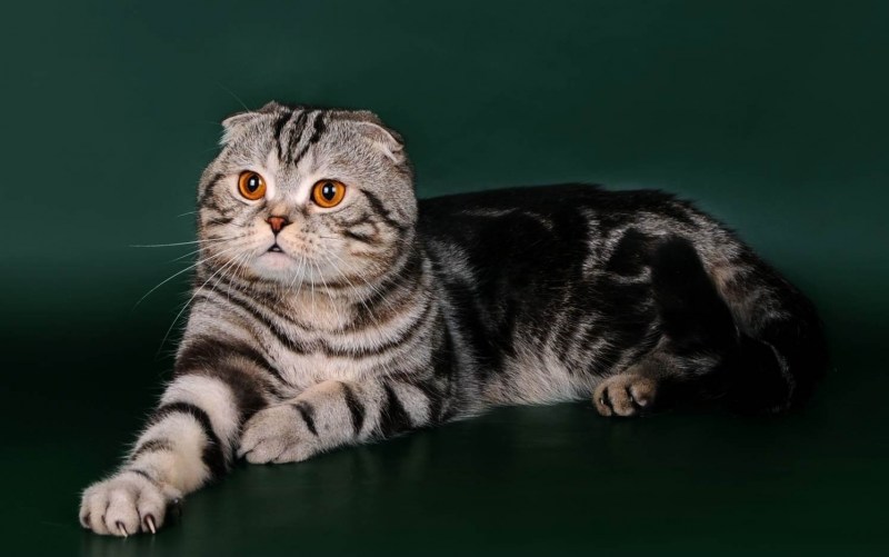 Вислоухие коты Шотландские скоттиш