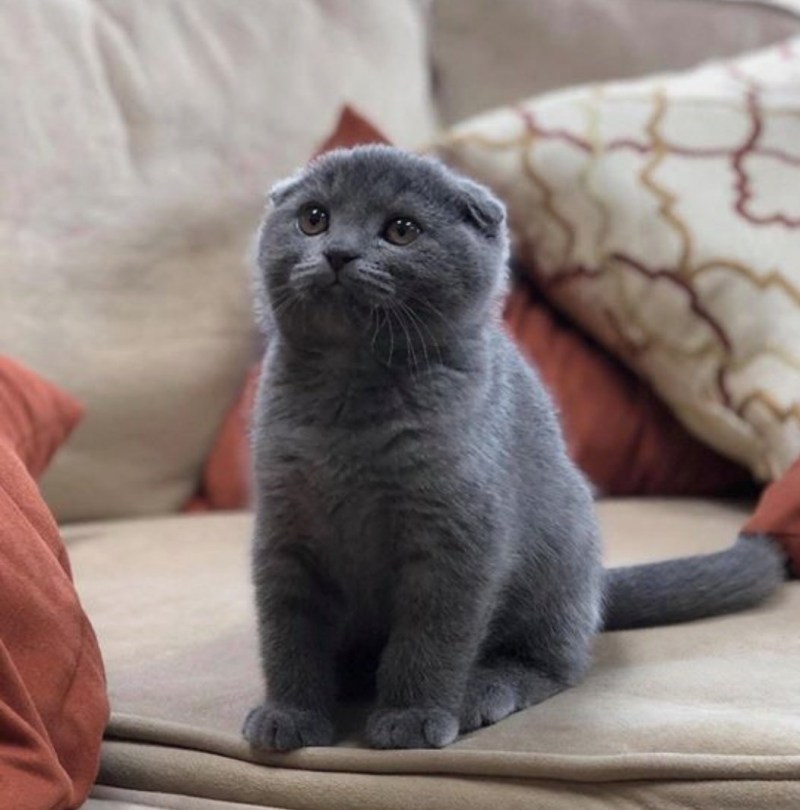 Шотландская вислоухая кошка