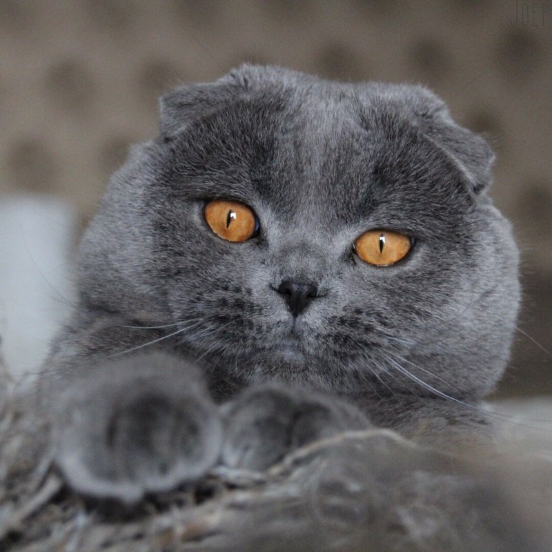 Кошки вислоухие шотландцы