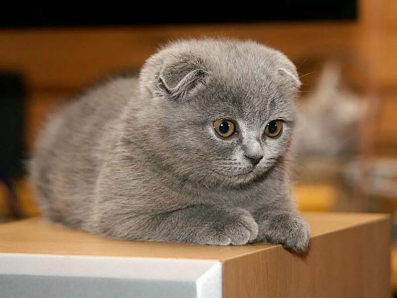 Шотландские вислоухие котята