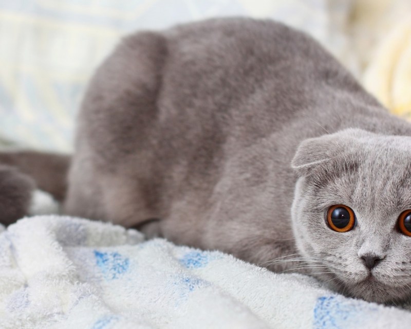 Шотландская вислоухая кошка серая