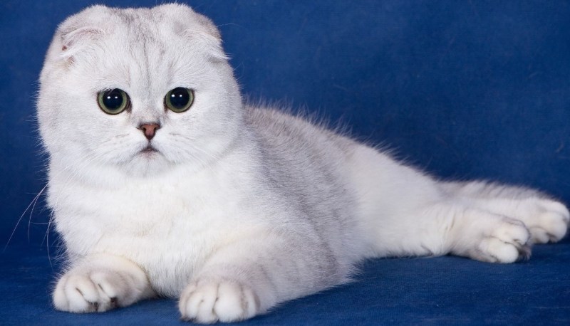 Скоттиш-фолд Шотландская вислоухая кошка