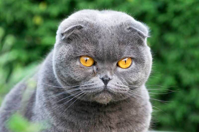 Шотландский вислоухий кот серый