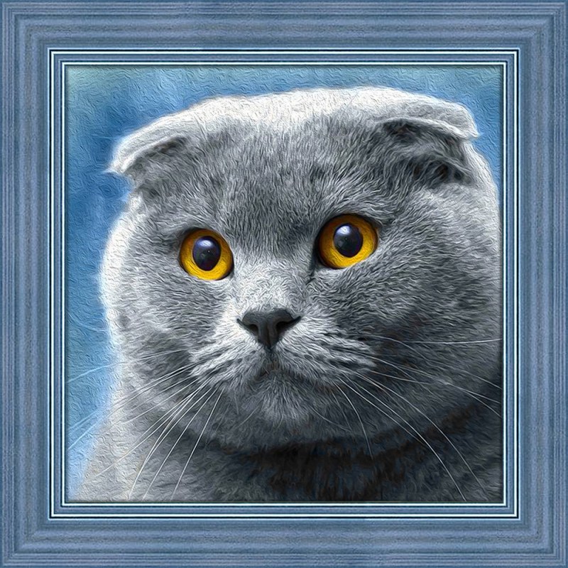 Скоттиш-фолд Шотландская вислоухая