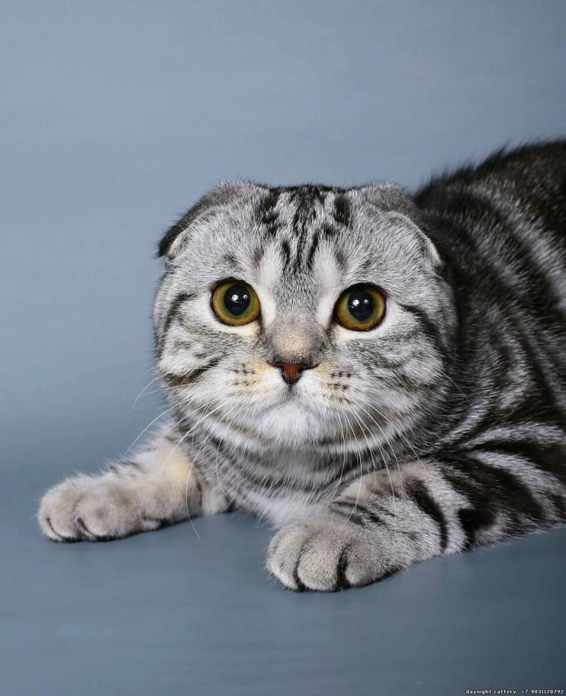 Шотландская вислоухая кошка