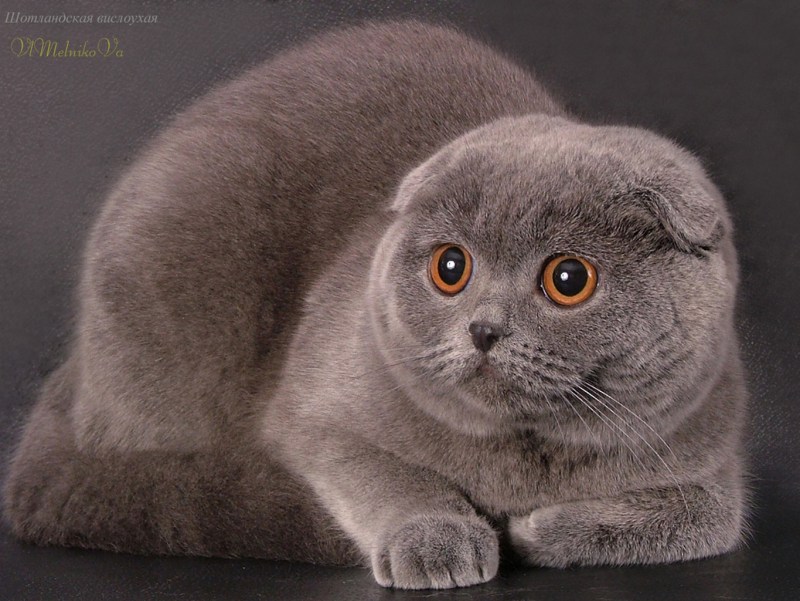 Скоттиш фолд британец вислоухий