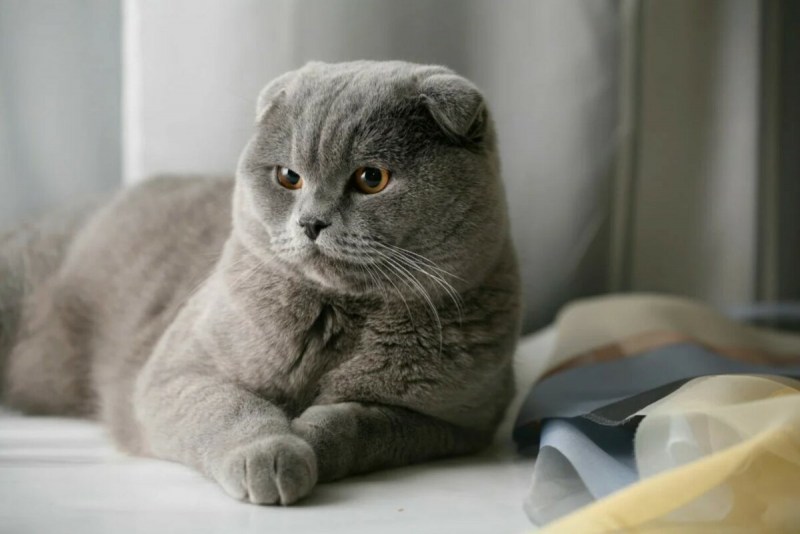 Скоттиш-фолд Шотландская вислоухая кошка