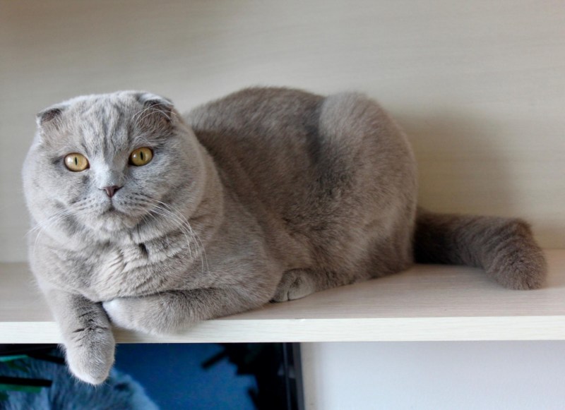 Британский вислоухий кот