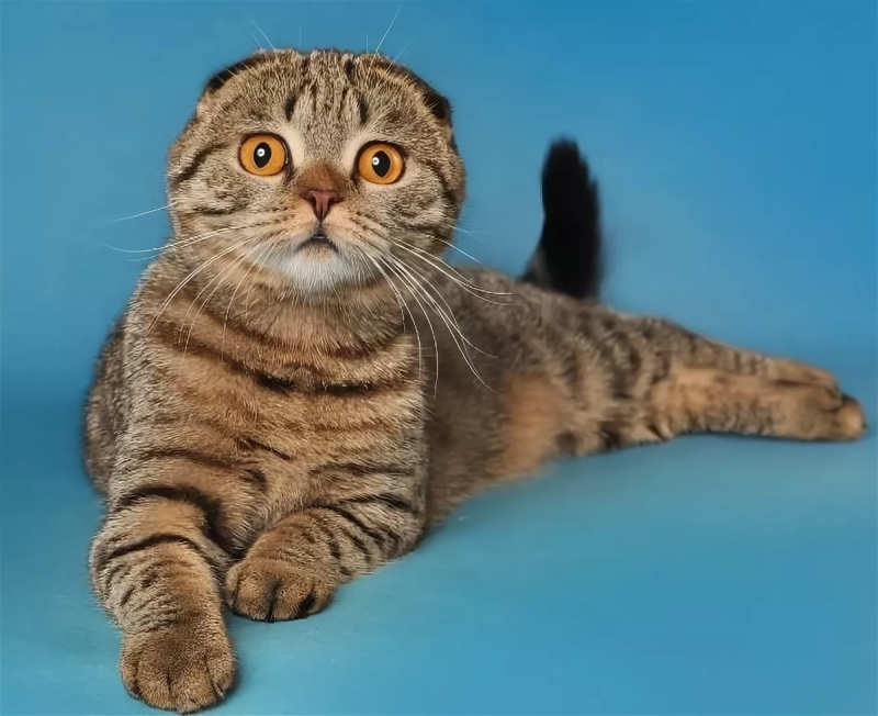 Скоттиш фолд Браун табби