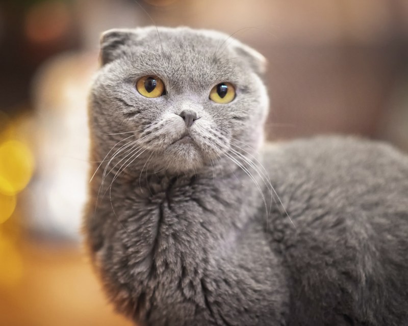Кошки вислоухие британцы