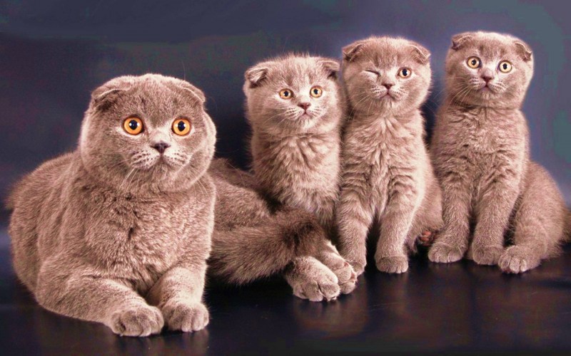 Скоттиш-фолд Шотландская