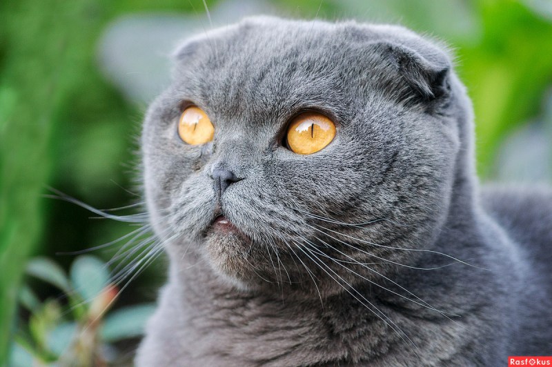 Шотландский скоттиш фолд серый