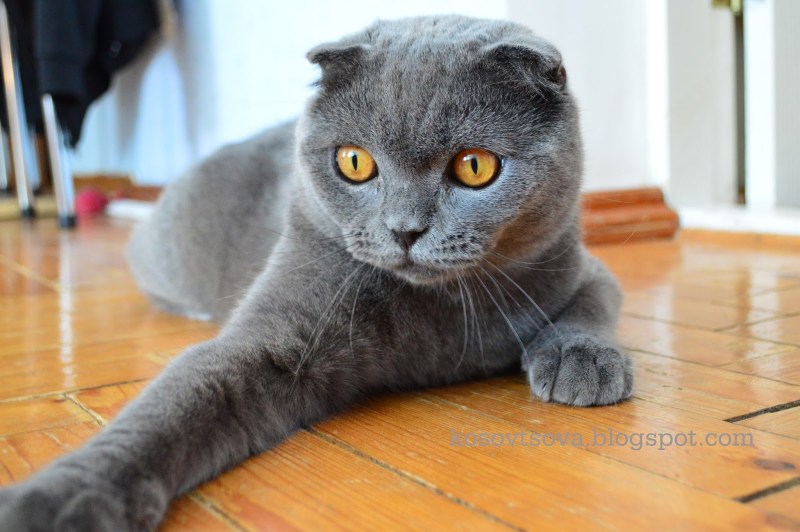 Британский вислоухий кот