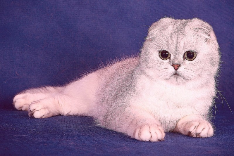 Кошки вислоухие британцы