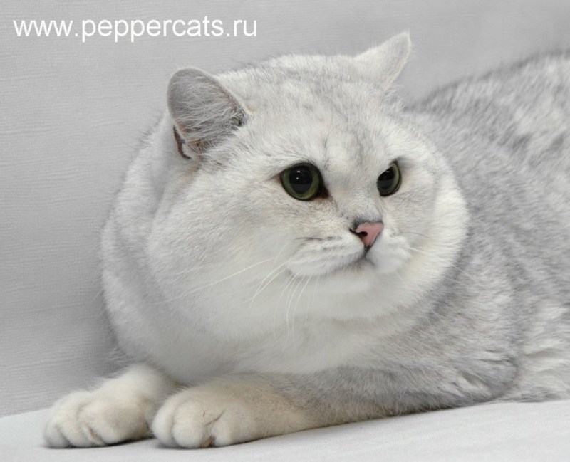 Британская короткошёрстная шиншилла