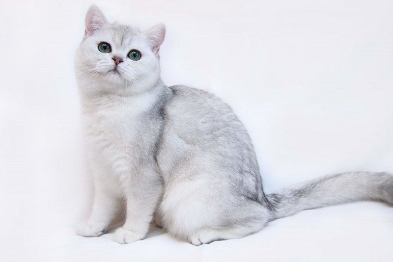 Британская короткошёрстная шиншилла