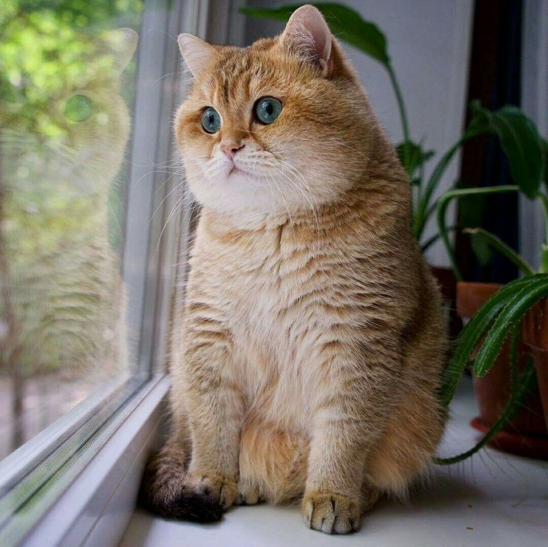 Шотландская короткошерстная Золотая шиншилла
