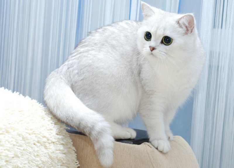 Британская шиншилла