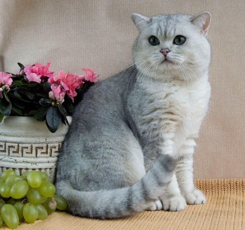 Британская короткошёрстная шиншилла