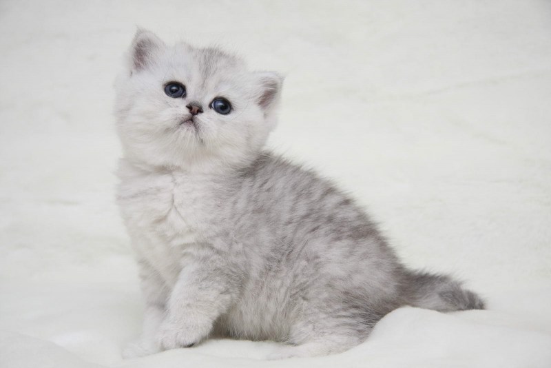 Шотландская короткошерстная шиншилла