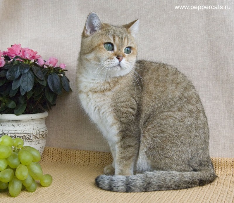 Британская Сибирская шиншилла