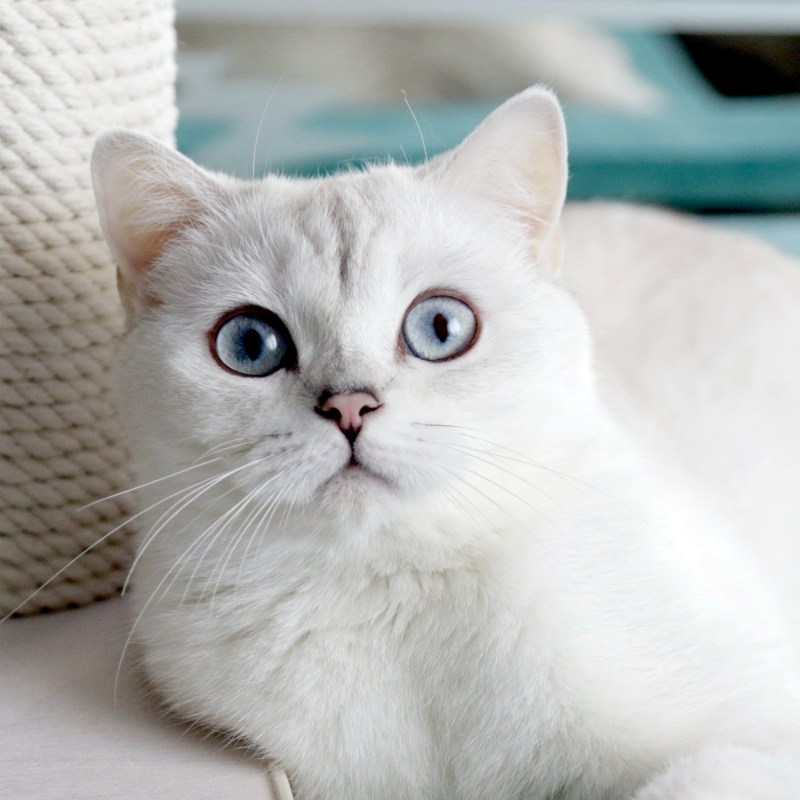 Британская шиншилла