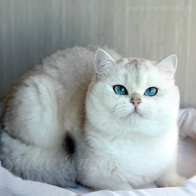 Британская Сибирская шиншилла