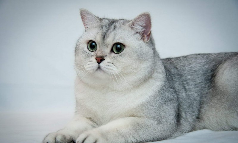 Британская шиншилла серебристая затушеванная