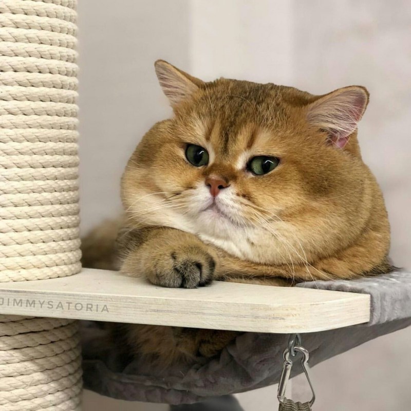 Британский кот Золотая шиншилла