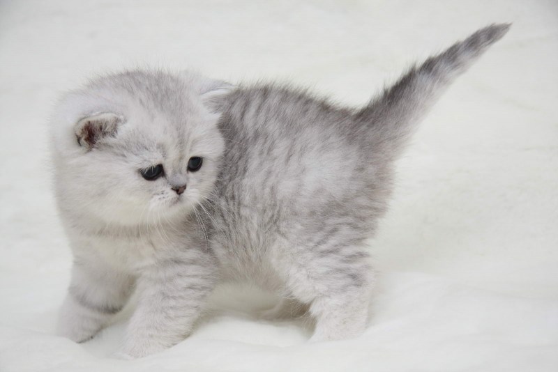 Котенок шиншилла короткошерстная
