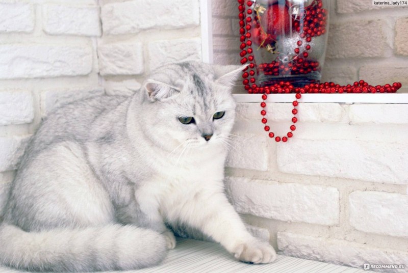 Заводчики кошек породы Британская шиншилла