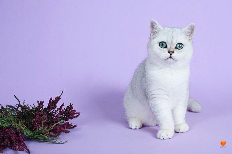 Британская короткошёрстная шиншилла